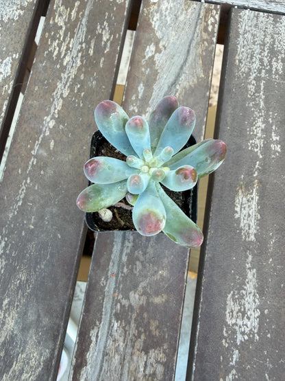 Sedum Pachyphyllum “Blue Jelly Bean” – 2” Pot | Blue Bean Sedum | Chubby Succulent | Live Plant | Drought‑Tolerant Jelly Bean Succulent