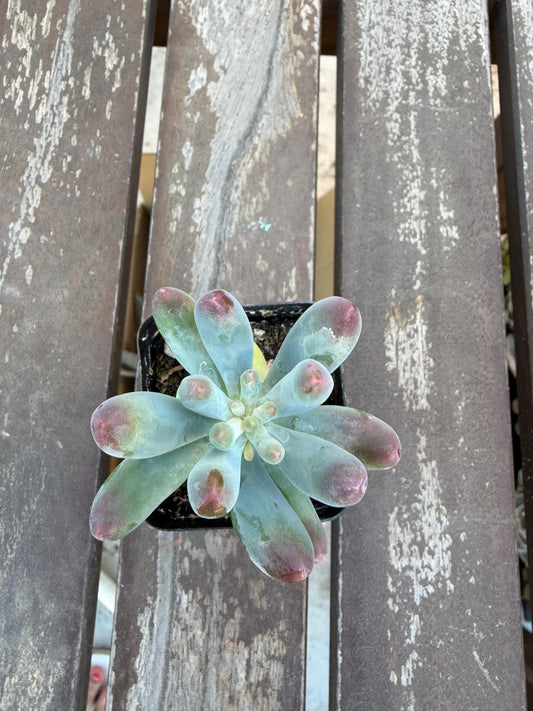 Sedum Pachyphyllum “Blue Jelly Bean” – 2” Pot | Blue Bean Sedum | Chubby Succulent | Live Plant | Drought‑Tolerant Jelly Bean Succulent