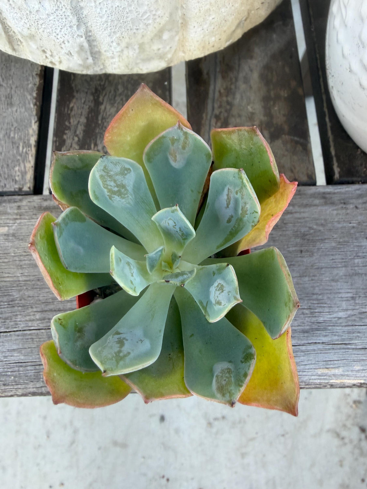 Echeveria Raindrop – 2” Pot | Rare Raindrop Succulent | Bumpy Rosette | Live Echeveria Plant | Collector Succulent