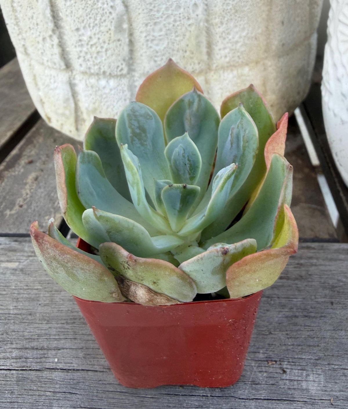 Echeveria Raindrop – 2” Pot | Rare Raindrop Succulent | Bumpy Rosette | Live Echeveria Plant | Collector Succulent