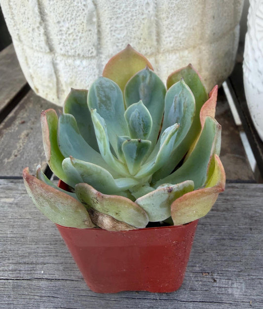 Echeveria Raindrop – 2” Pot | Rare Raindrop Succulent | Bumpy Rosette | Live Echeveria Plant | Collector Succulent
