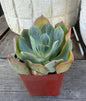 Echeveria Raindrop – 2” Pot | Rare Raindrop Succulent | Bumpy Rosette | Live Echeveria Plant | Collector Succulent