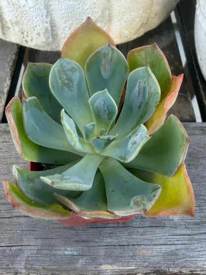 Echeveria Raindrop – 2” Pot | Rare Raindrop Succulent | Bumpy Rosette | Live Echeveria Plant | Collector Succulent
