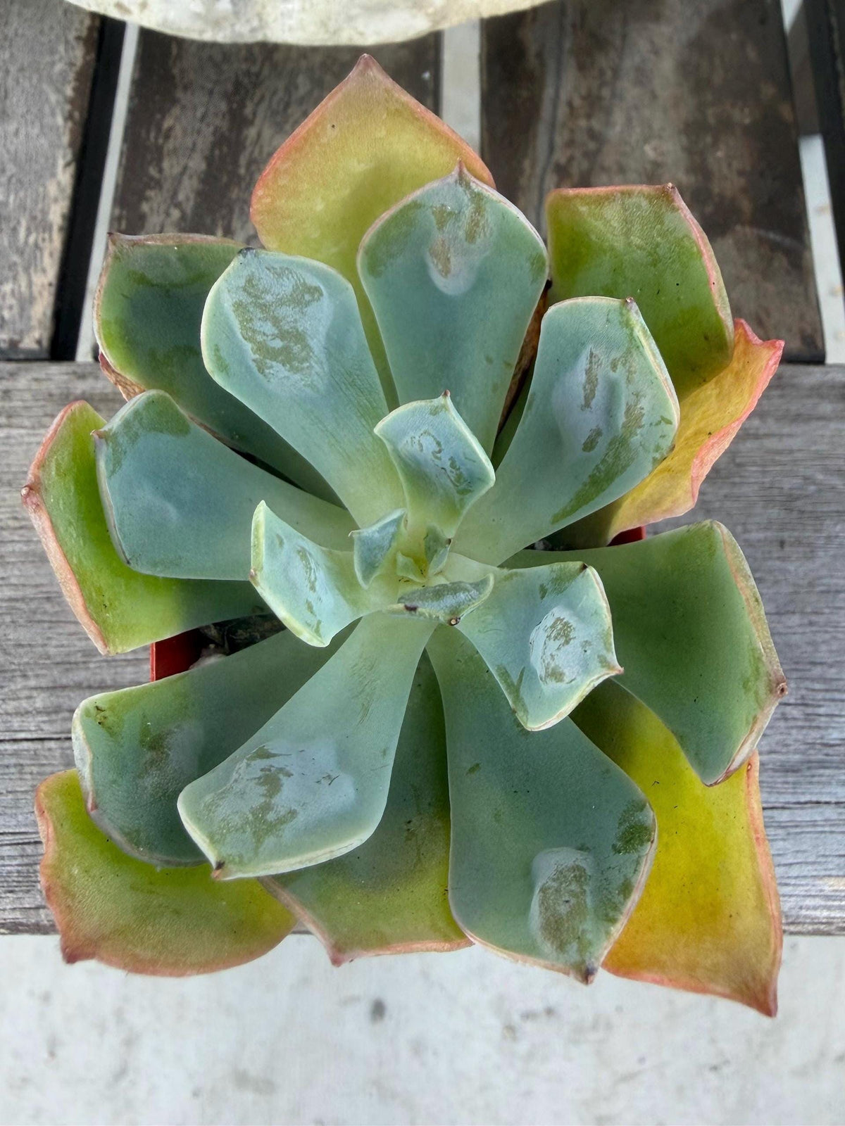 Echeveria Raindrop – 2” Pot | Rare Raindrop Succulent | Bumpy Rosette | Live Echeveria Plant | Collector Succulent