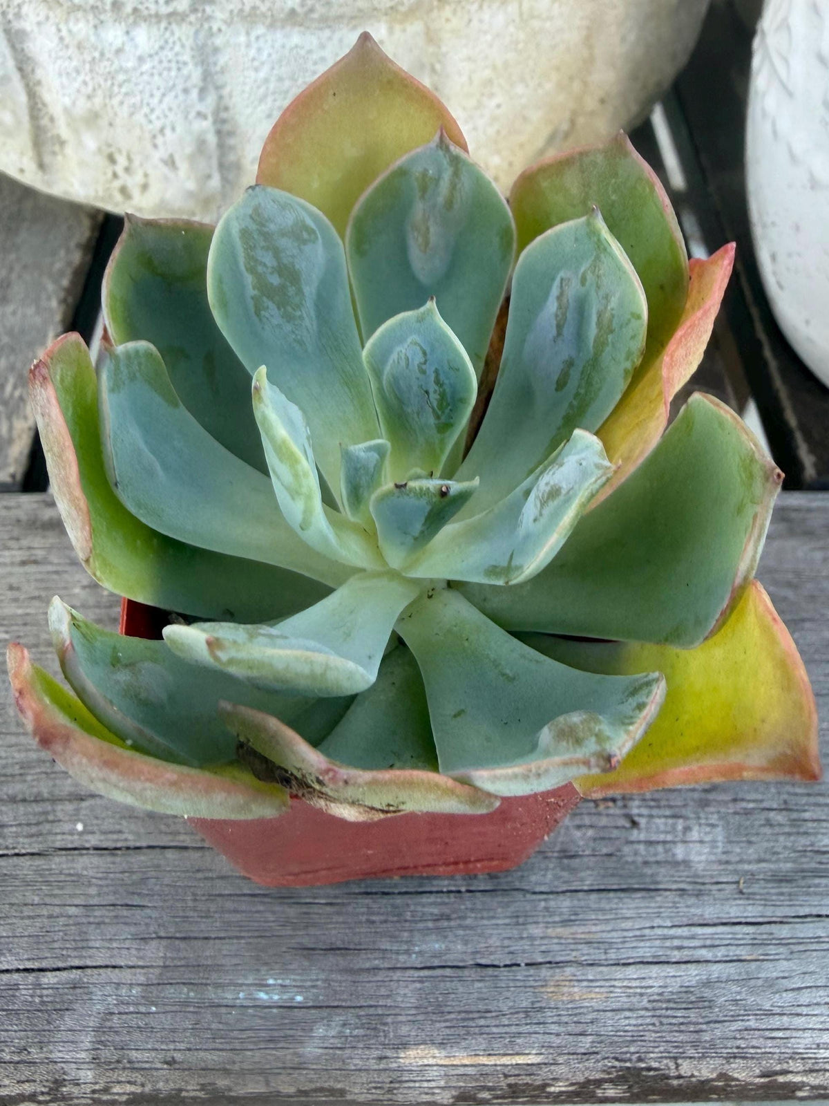 Echeveria Raindrop – 2” Pot | Rare Raindrop Succulent | Bumpy Rosette | Live Echeveria Plant | Collector Succulent